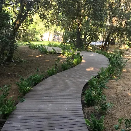 Perchee Dans Les Arbres *