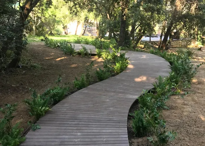 Perchee Dans Les Arbres *